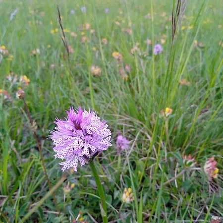 Oda ve Kahvaltı Cascina Boschetto Saliceto